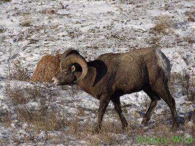 Rocky Mountain Sheep