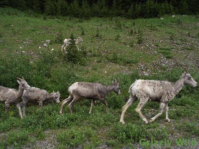 Rocky Mountain Sheep