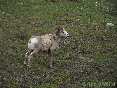 Rocky Mountain Sheep