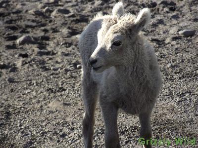 Rocky Mountain Sheep