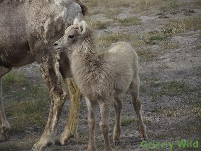 Rocky Mountain Sheep