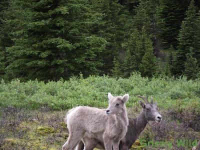 Rocky Mountain Sheep