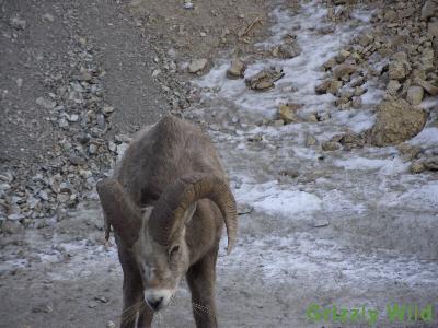 Rocky Mountain Sheep