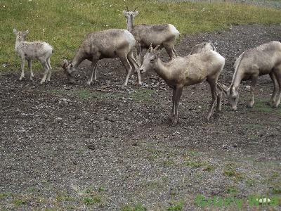 Rocky Mountain Sheep