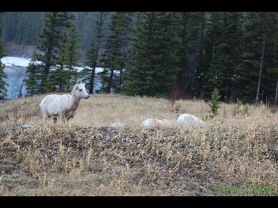 Rocky Mountain Sheep