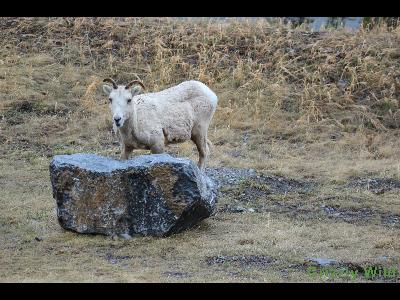 Rocky Mountain Sheep