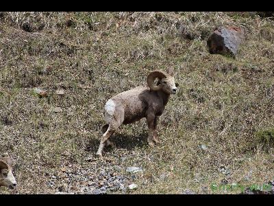 Rocky Mountain Sheep