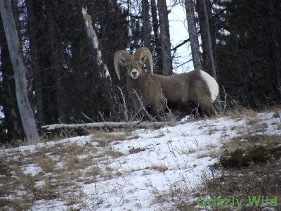 Rocky Mountain Sheep