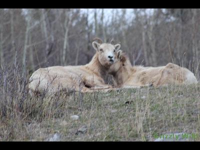 Rocky Mountain Sheep