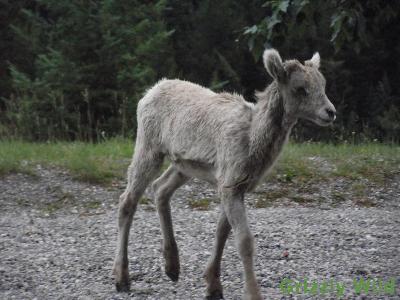 Rocky Mountain Sheep