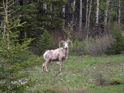 Rocky Mountain Sheep