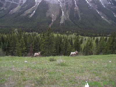 Rocky Mountain Sheep