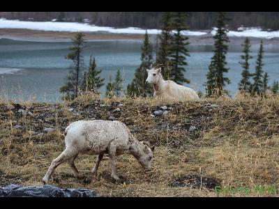 Rocky Mountain Sheep