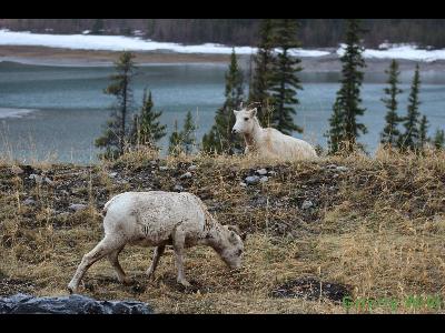 Rocky Mountain Sheep