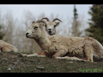 Rocky Mountain Sheep