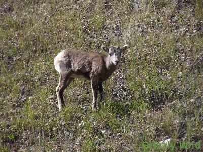 Rocky Mountain Sheep