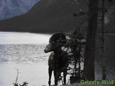 Rocky Mountain Sheep