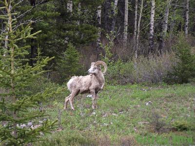 Rocky Mountain Sheep