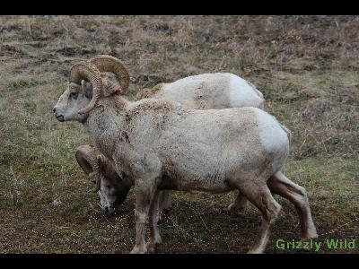 Rocky Mountain Sheep