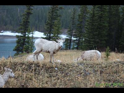 Rocky Mountain Sheep