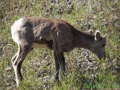 Rocky Mountain Sheep