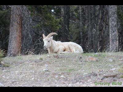 Rocky Mountain Sheep