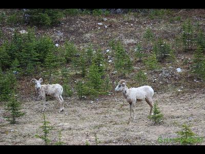 Rocky Mountain Sheep