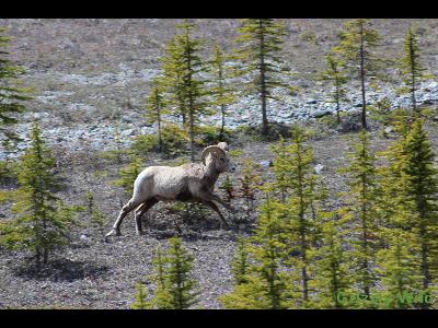 Rocky Mountain Sheep