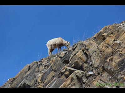 Rocky Mountain Sheep
