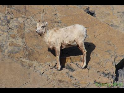 Rocky Mountain Sheep