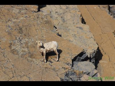 Rocky Mountain Sheep