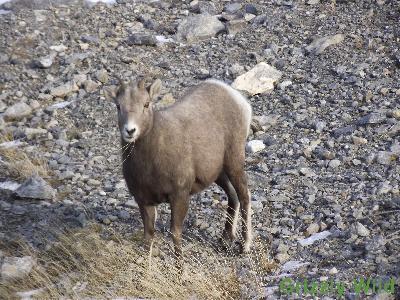 Rocky Mountain Sheep