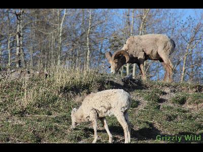 Rocky Mountain Sheep