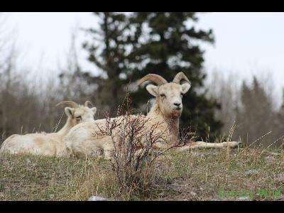 Rocky Mountain Sheep