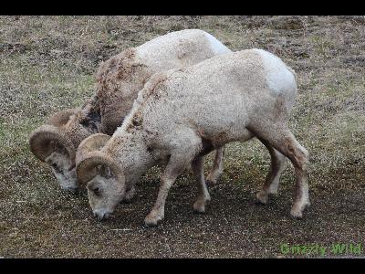 Rocky Mountain Sheep