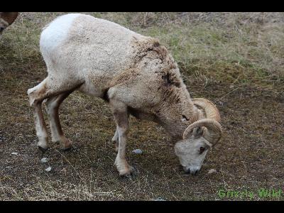 Rocky Mountain Sheep