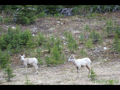 Rocky Mountain Sheep