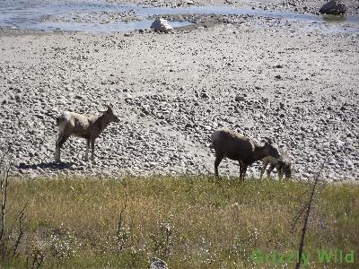 Rocky Mountain Sheep