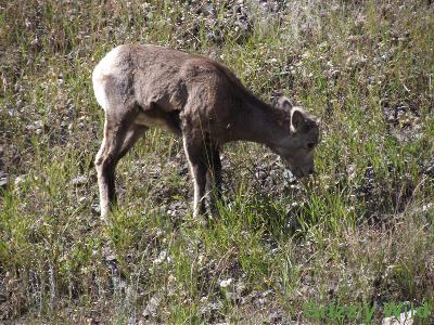 Rocky Mountain Sheep