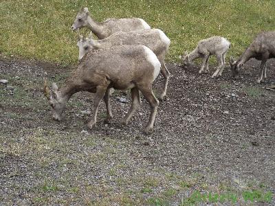 Rocky Mountain Sheep