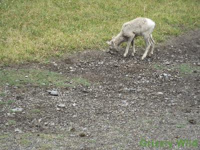 Rocky Mountain Sheep