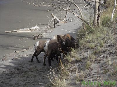 Rocky Mountain Sheep