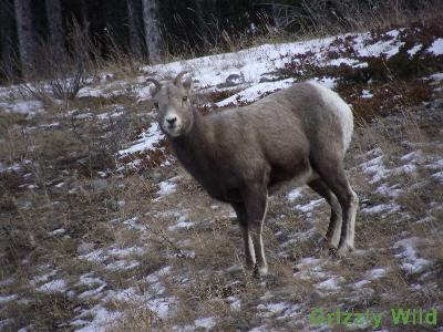 Rocky Mountain Sheep