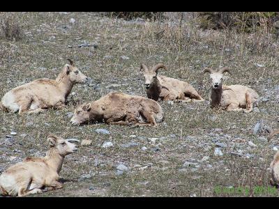 Rocky Mountain Sheep