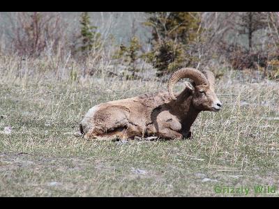 Rocky Mountain Sheep