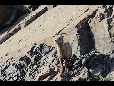 Rocky Mountain Sheep