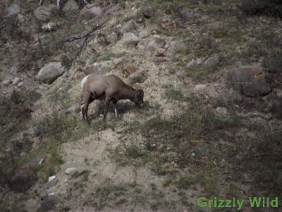 Rocky Mountain Sheep