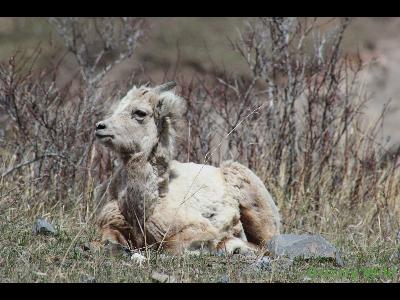 Rocky Mountain Sheep