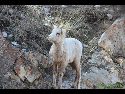 Rocky Mountain Sheep