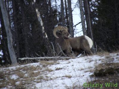 Rocky Mountain Sheep